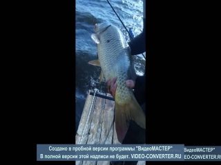 Платные пруды в волгоградской области для рыбалки
