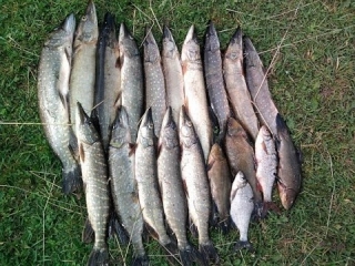 Платная рыбалка в бриньковской 2018 года