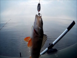 Платная рыбалка на ладожском озере