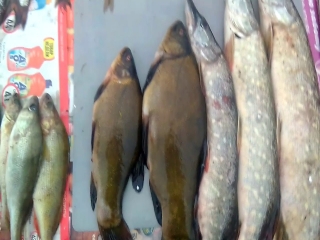 Платные водоемы для рыбалки в ленинградской области