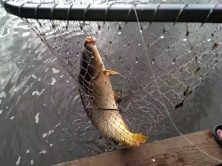 Машкова платная рыбалка