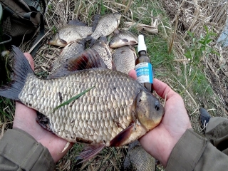Платная рыбалка в ульяновской области 2018